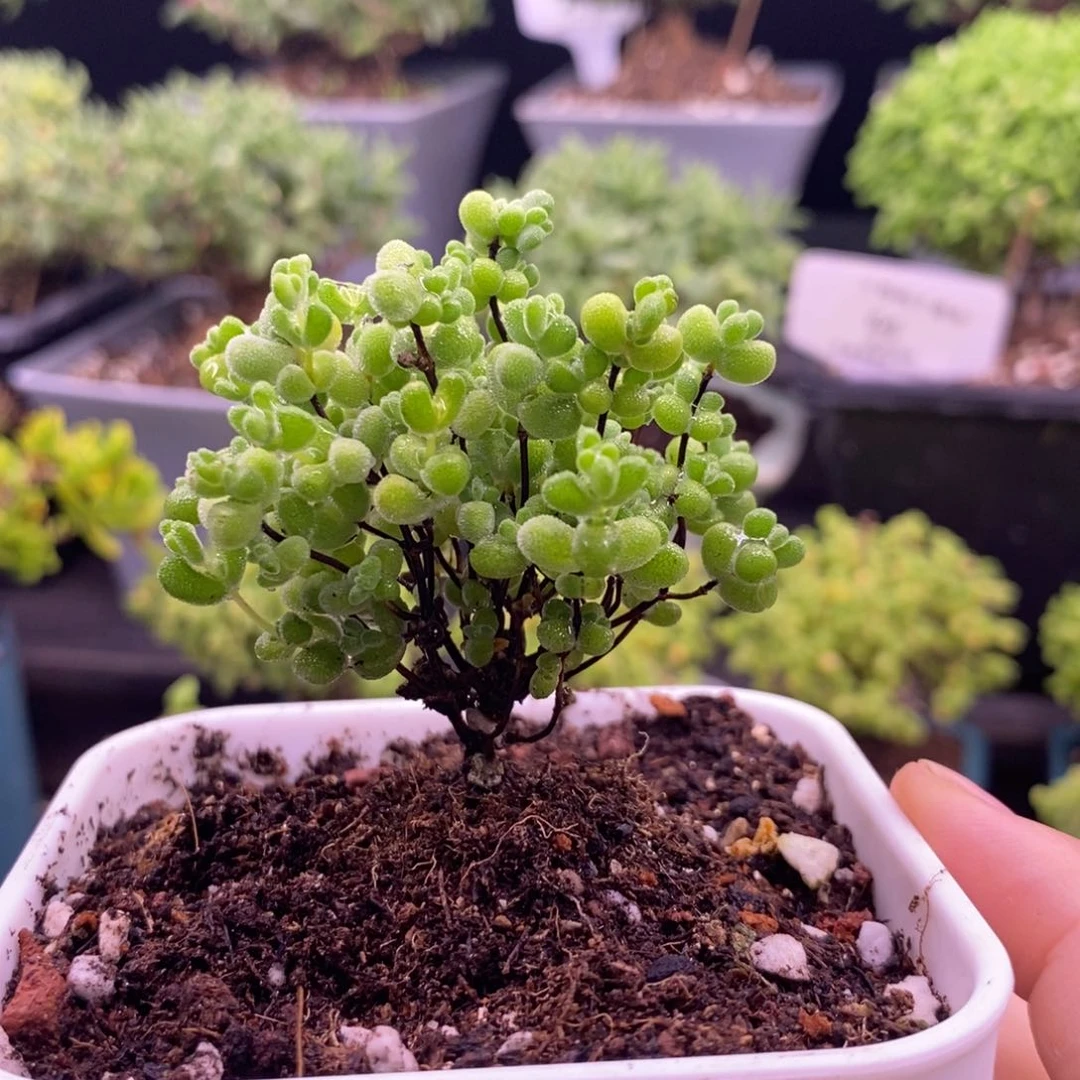 啵****121莱斯➕小紫盆