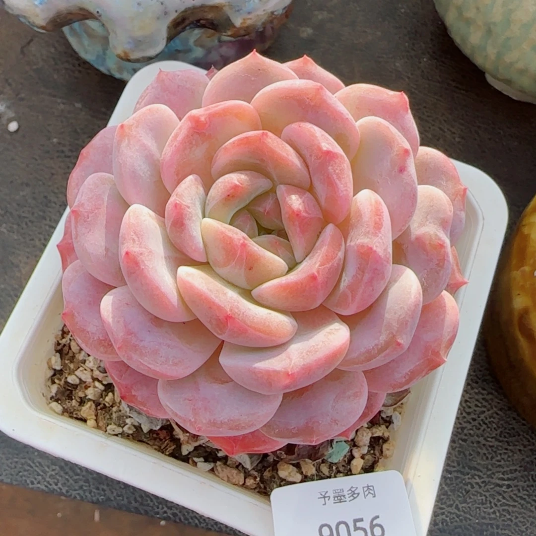 母本粗桩冰魄，9056多肉植物