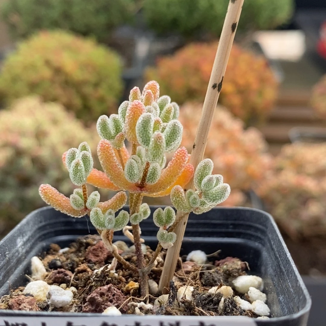 实生冰晶8649枝干番杏