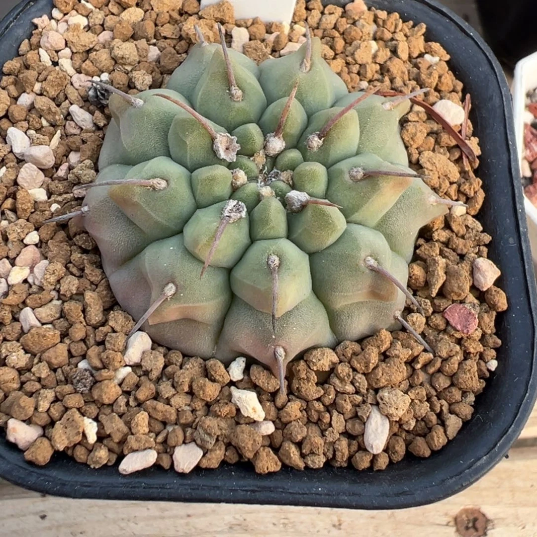 299实生根龟甲一本刺多肉植物带盆土