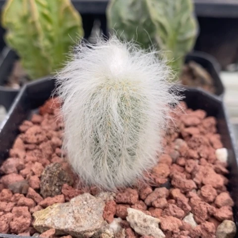 实生长毛虾2仙人球