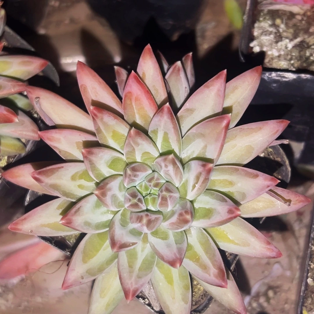 桔云多肉美人精品系列