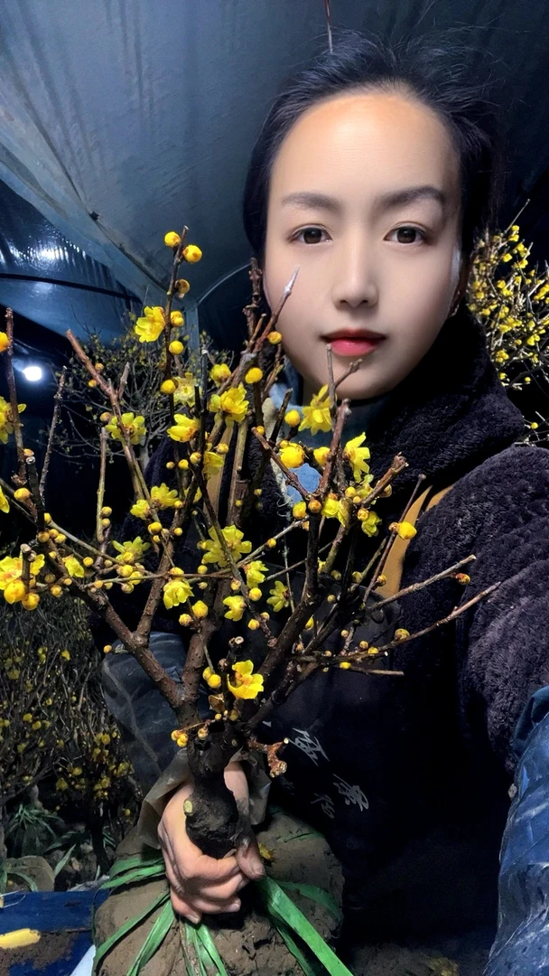 素心腊梅老桩盆栽带花苞植物阳台四季浓香型红梅冬季开花耐寒盆景