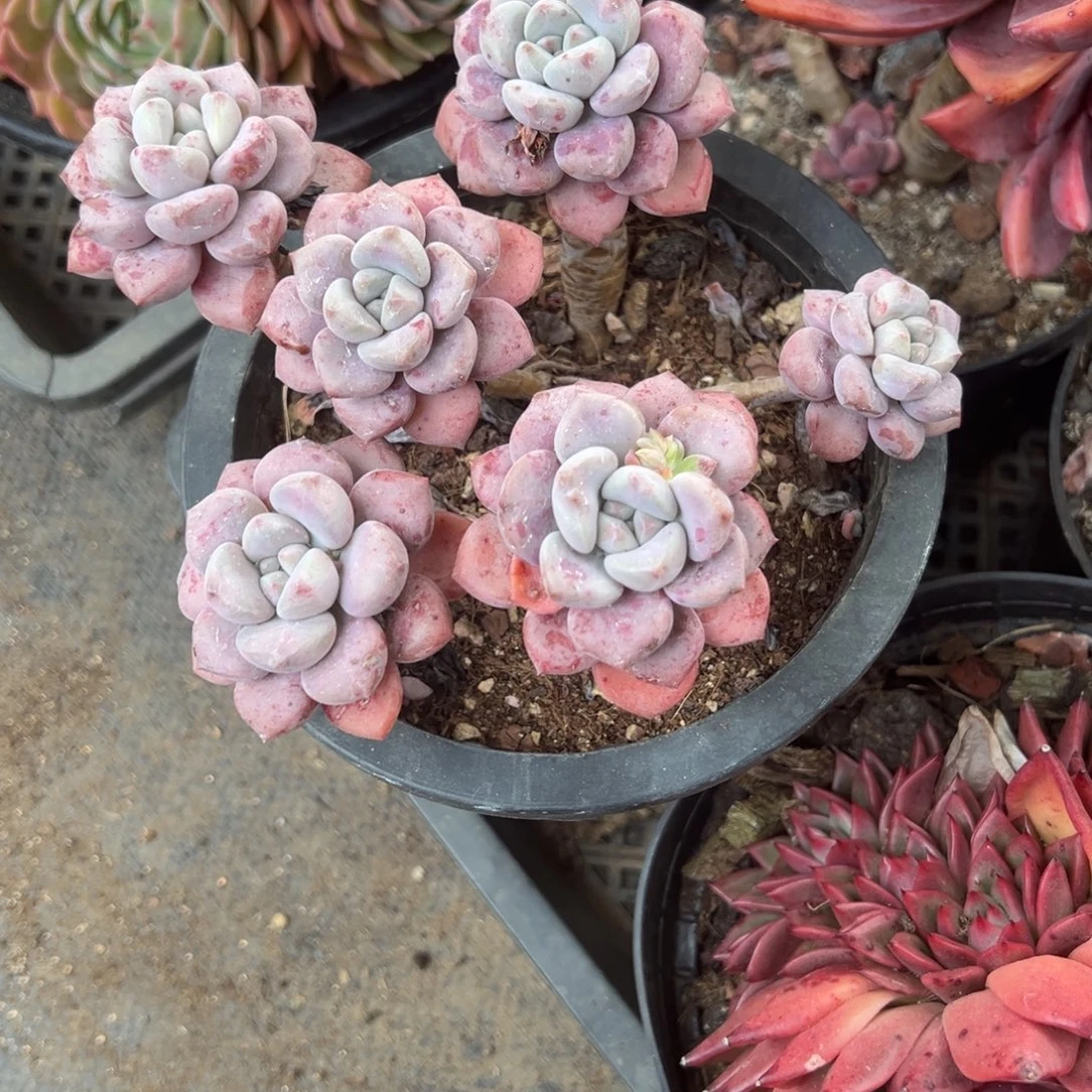 精品多肉植物老桩