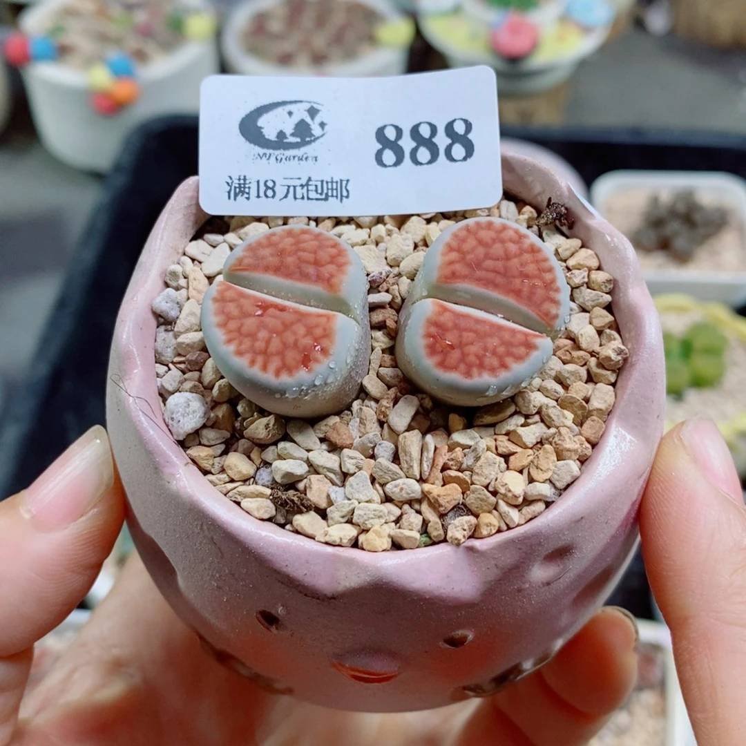 微***姐生石花花花花花花888