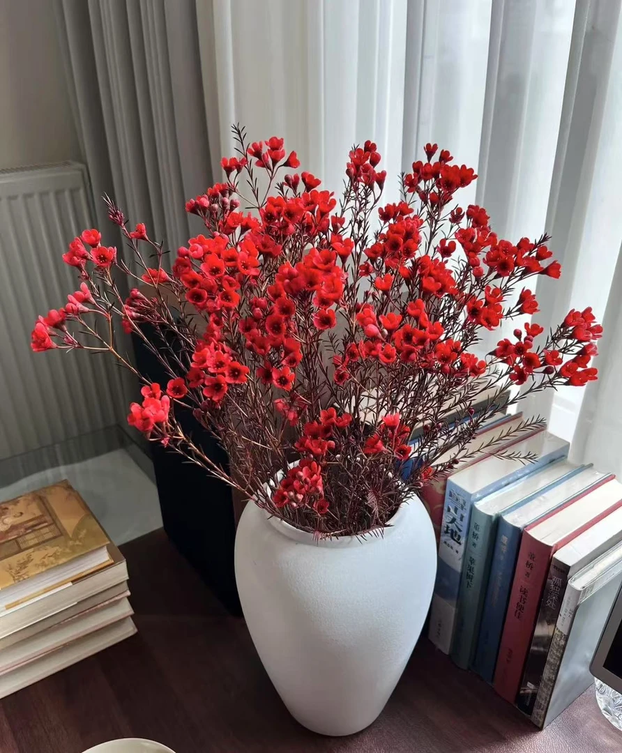 【噗噗花舍】 红色腊梅   1扎  云南基地直发