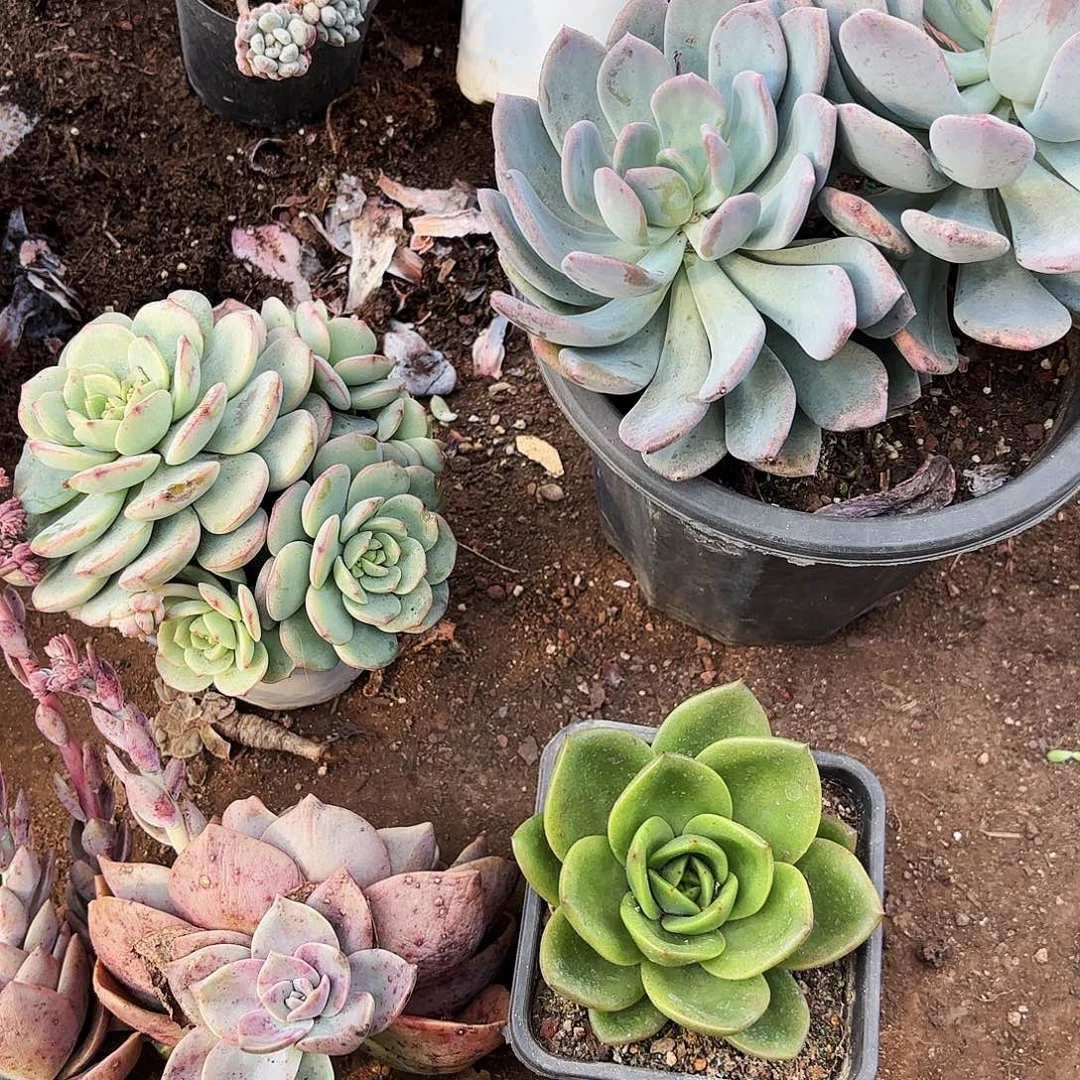 香草，灰姑娘，煦和翠花