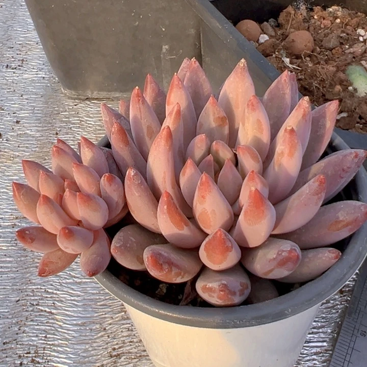 双头金鱼姬【一物一拍】两单包邮