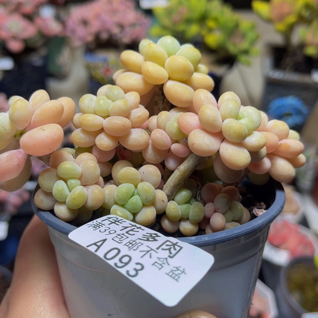 093洛可可11厘米多肉