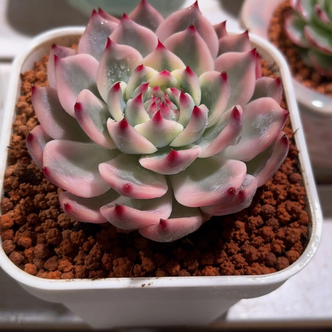 吉娃娃锦多肉植物