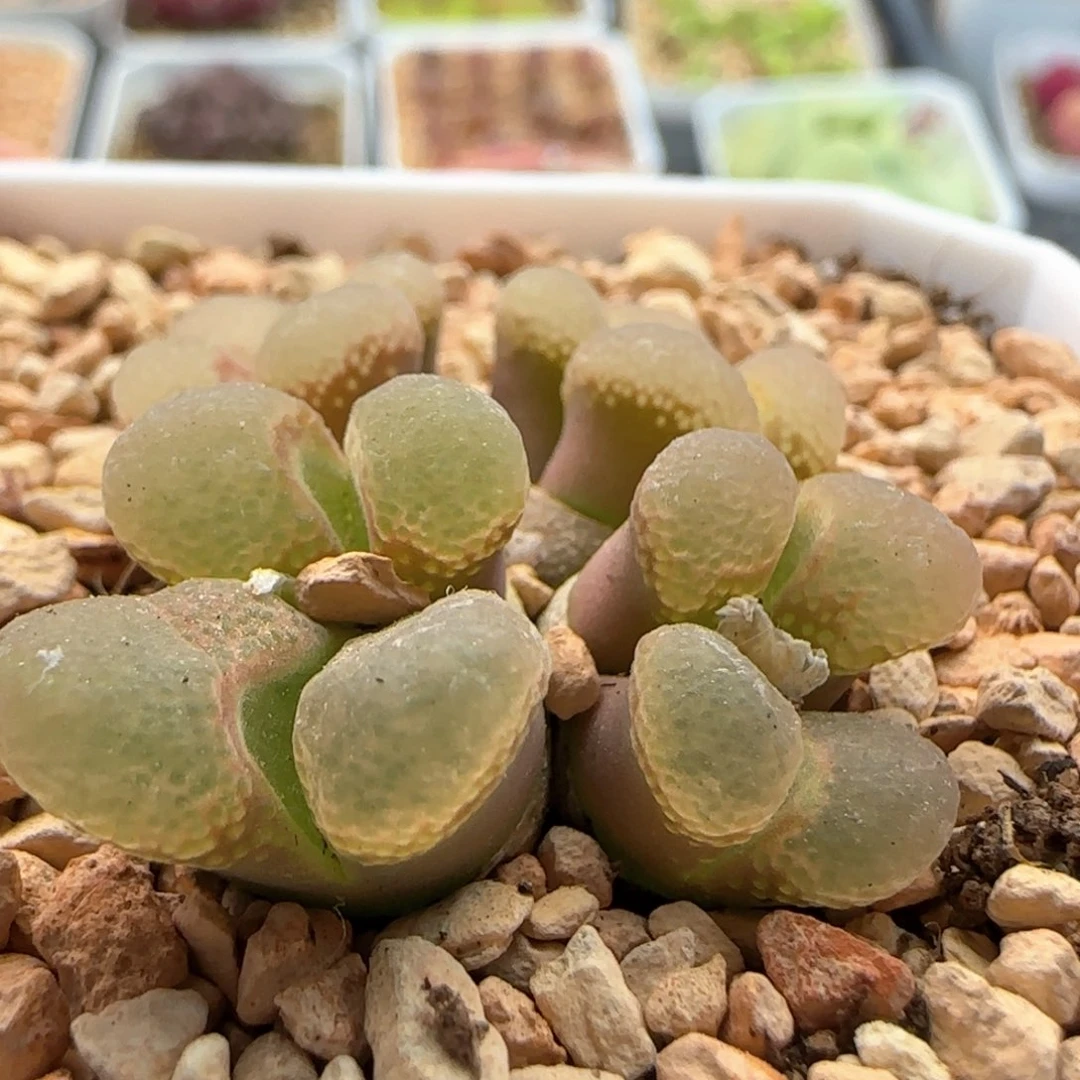 4697 大白多肉植物园