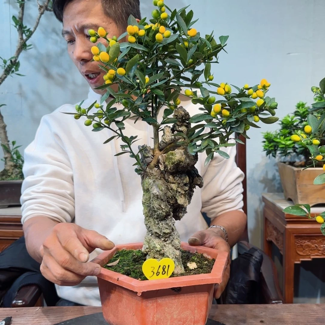 少量花朵（建议范围：2朵-5朵 或40%以下）K****3