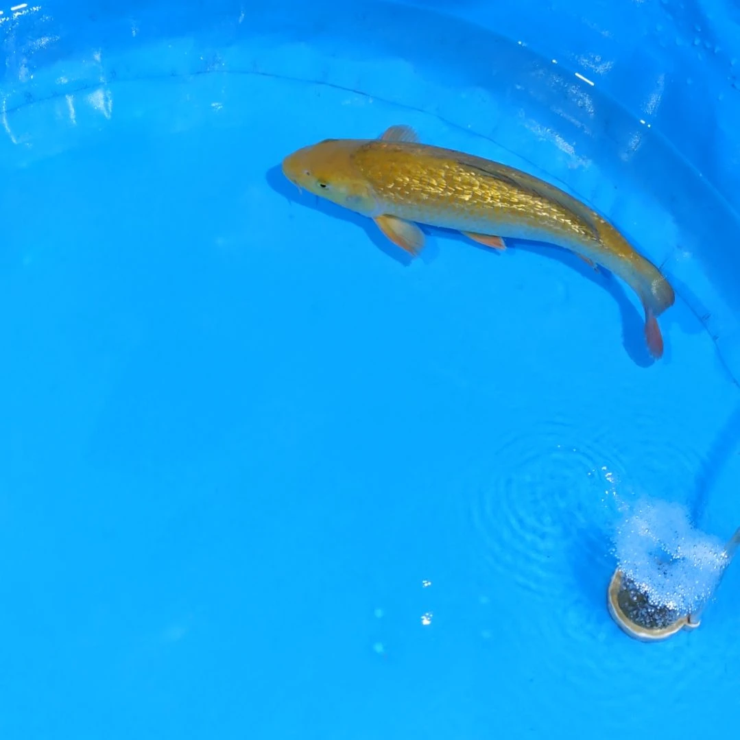 锦鲤35公分茶不寄养