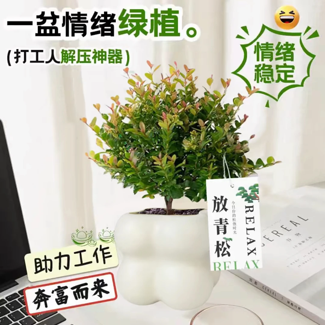 小叶赤楠盆景老桩室内办公室绿植四季常青好养活绿色植物