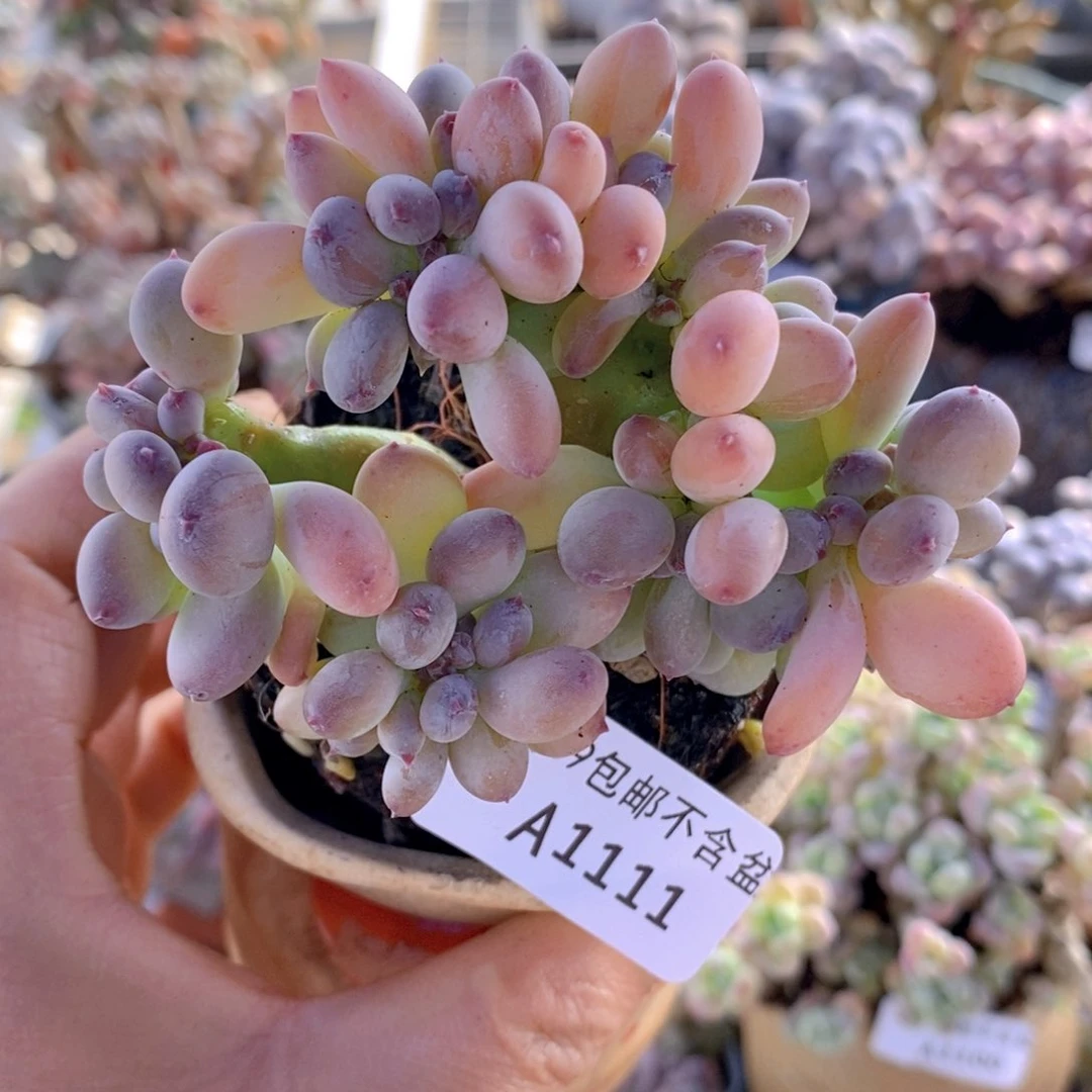 苹果奶缀8cm111多肉植物