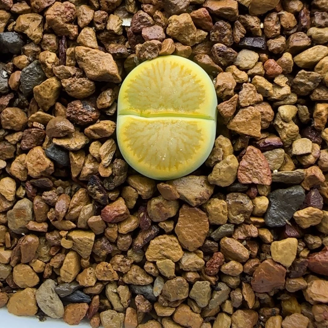 638 生石花大棚直播