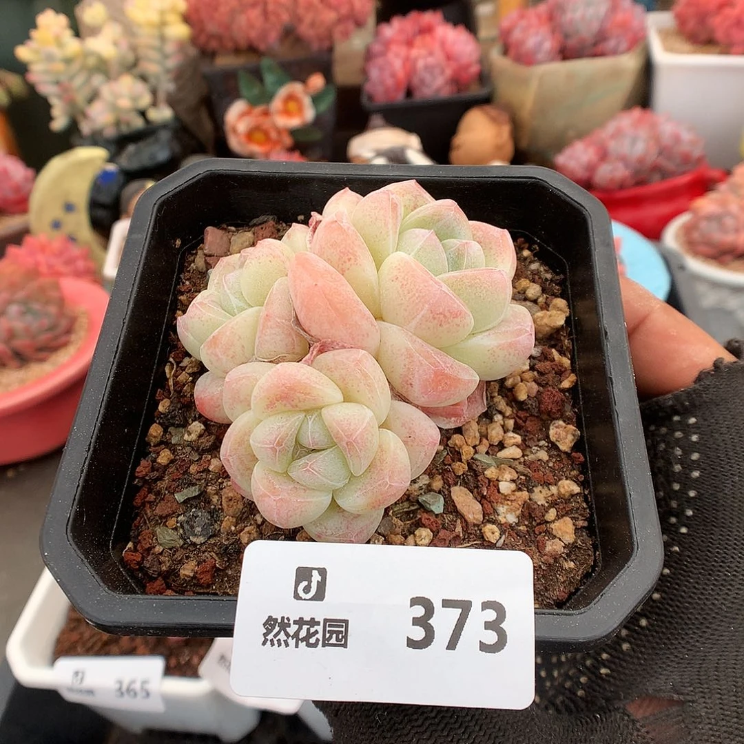 373冰玉多肉植6666