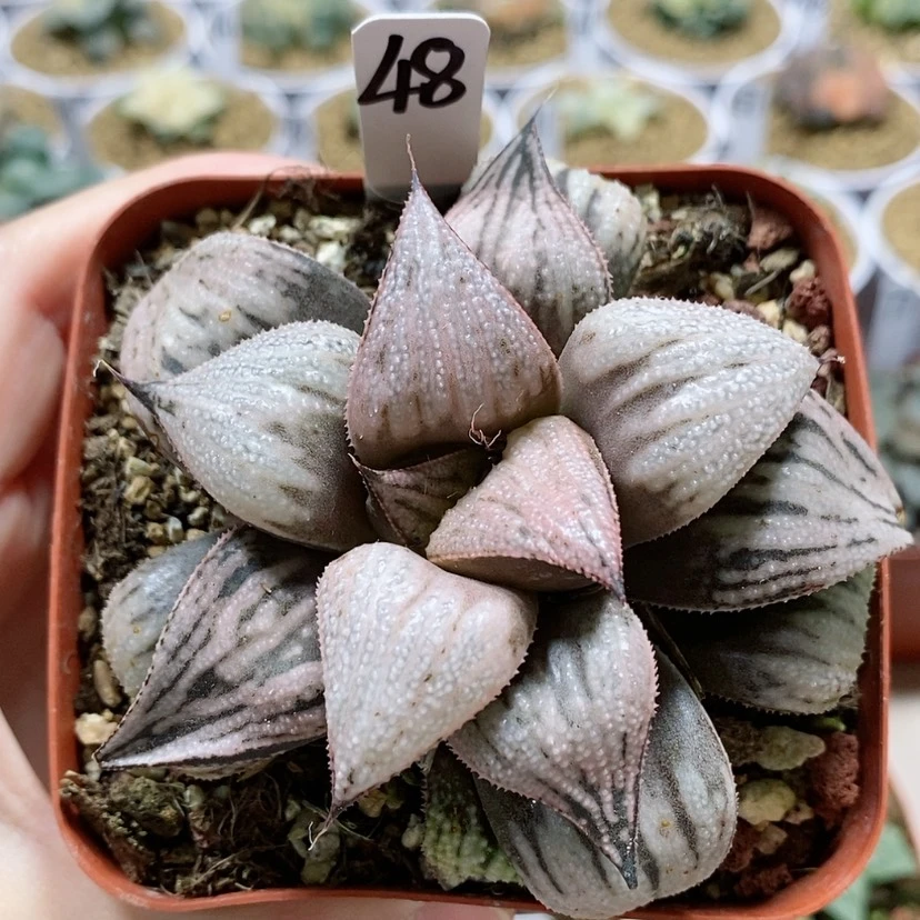 【闪购商品】48皇妃