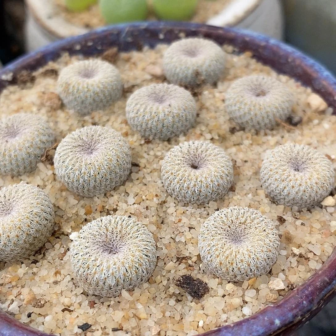 实生月世界一颗。