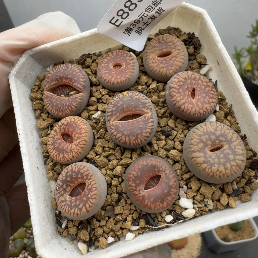 883哈哈哈哈哈哈哈哈多肉