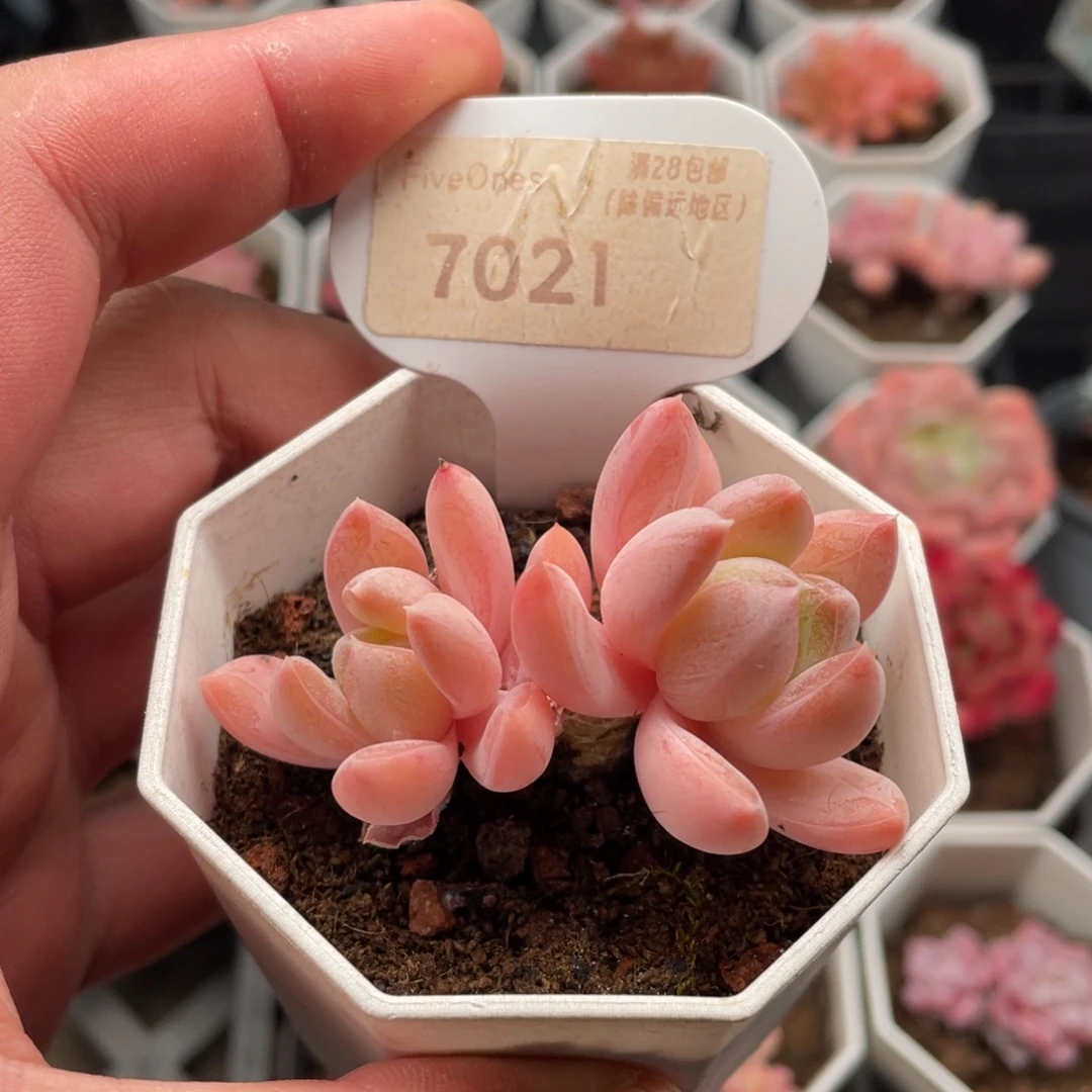 幻境7021-6.0厘米