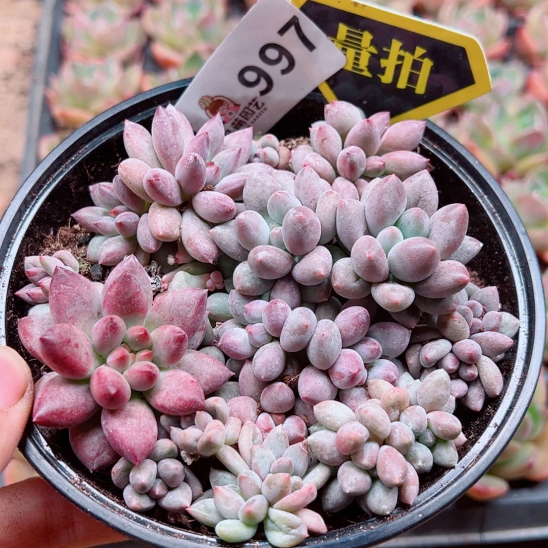 当前无花朵，栽培后可花朵