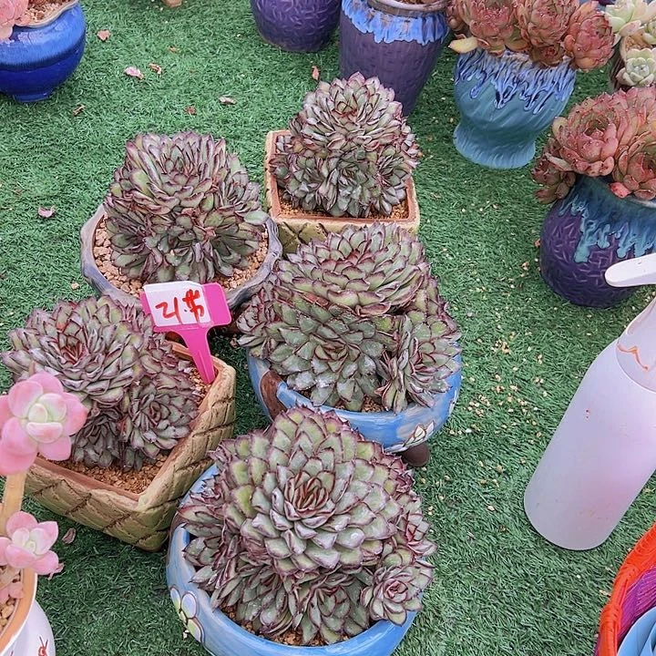 21肉碱带盆一个朵肉