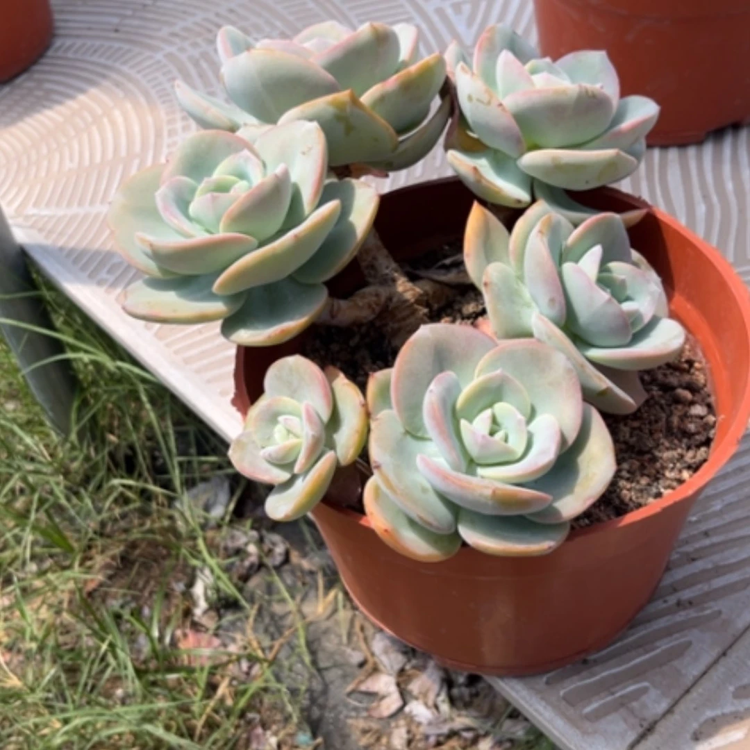 【闪购商品】招****?凤