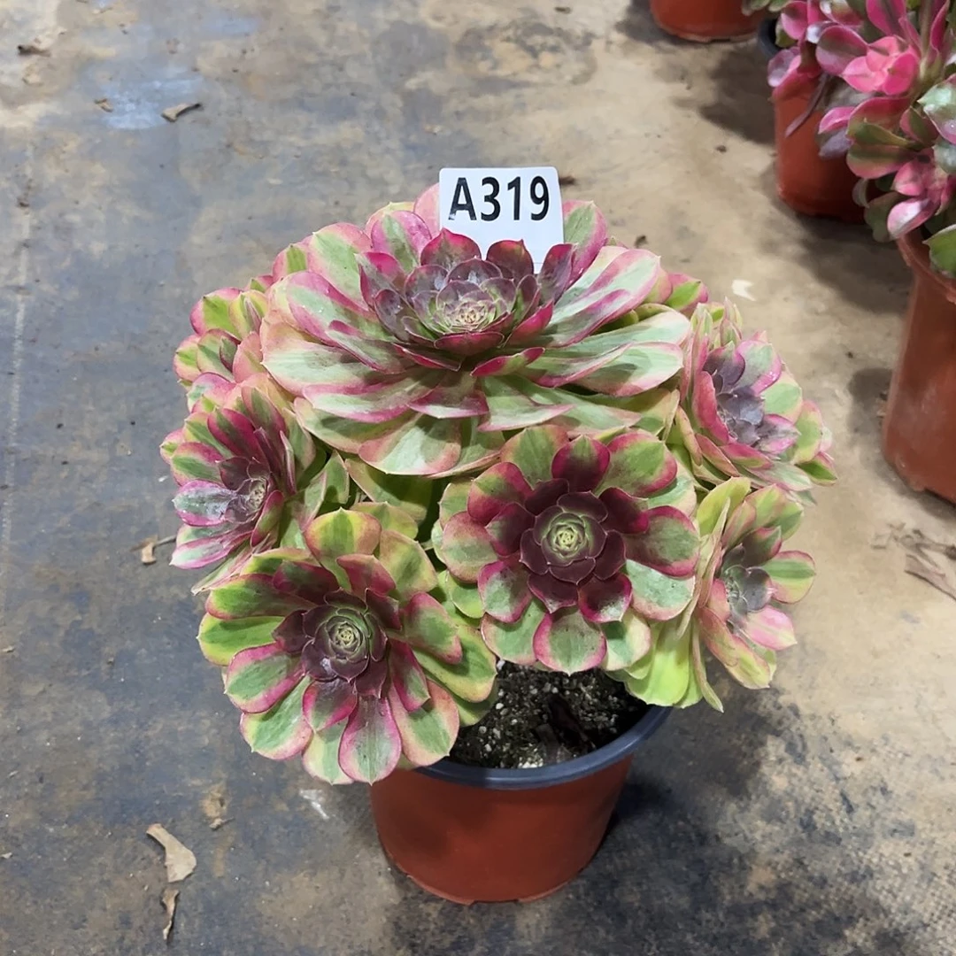 多肉植物雨荷319多肉