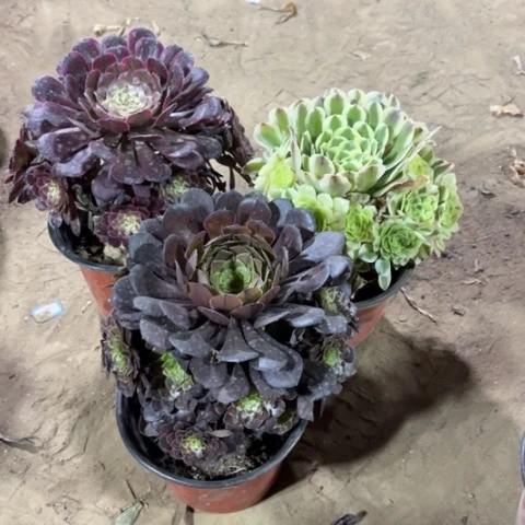 525多肉植物组合