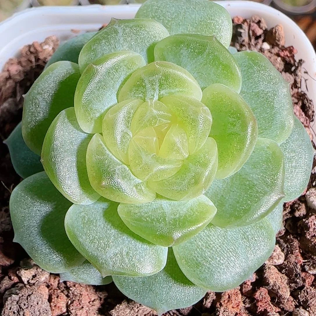 1113------08无尽灯