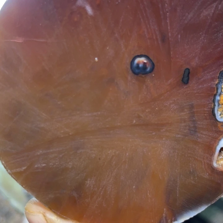 无***语定制玛瑙定制手镯口径56不退不换