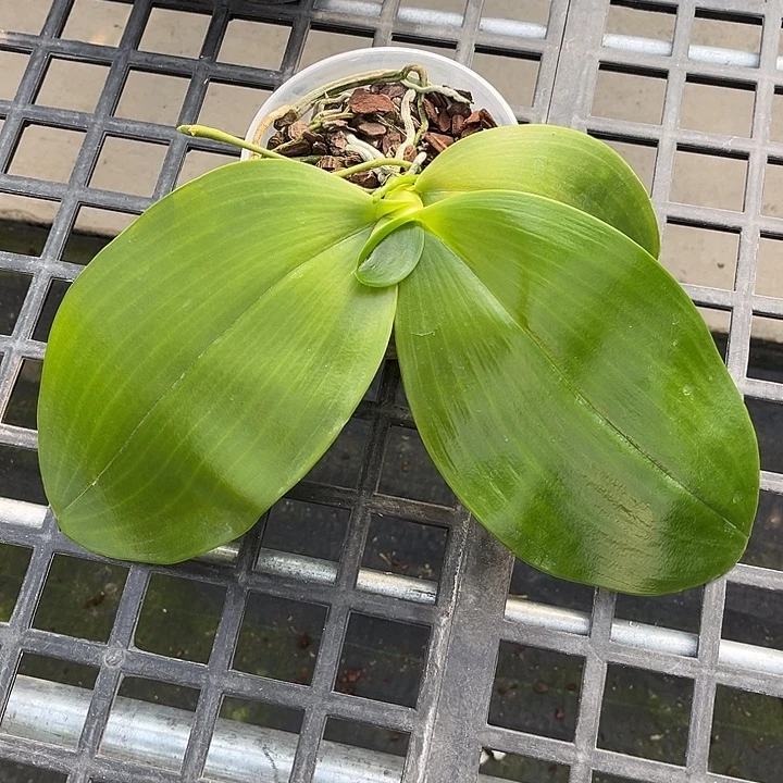 当前无花栽培后可以开花4.5寸杯象交熊王后