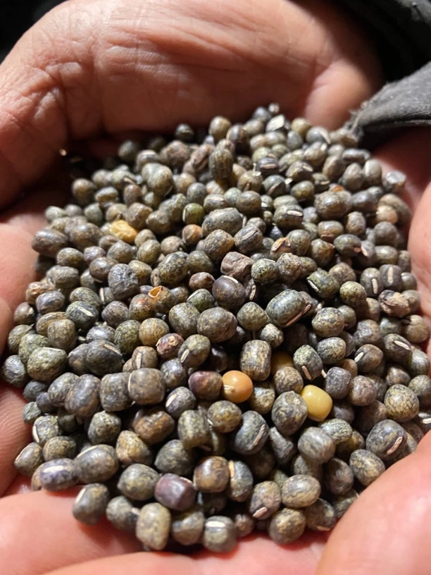 农家自种蔬菜花小豆老品种小豆