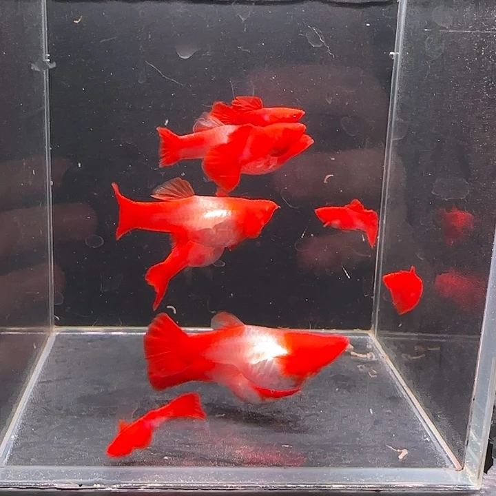 孔雀鱼双分水5对送一胡子