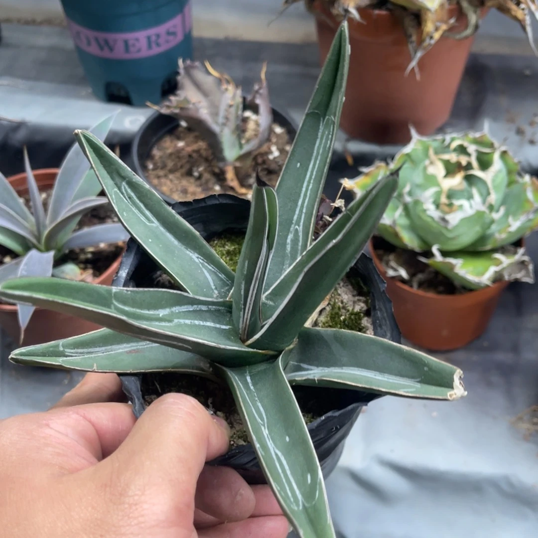 流星龙舌兰笹吹雪