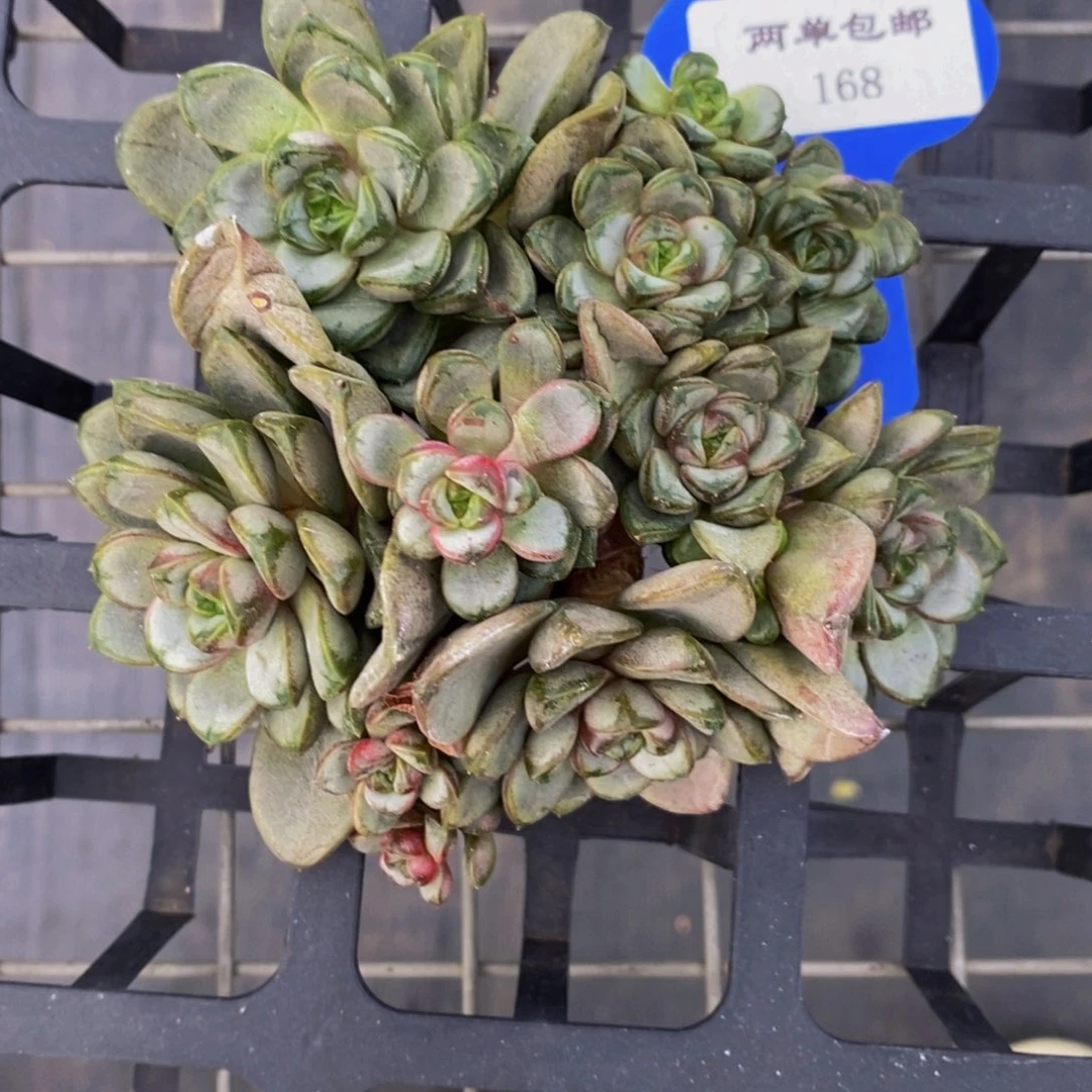 168-精品母本葡萄多头群一个