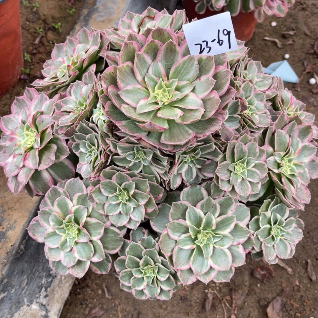 11-23-69水蜜桃法师锦