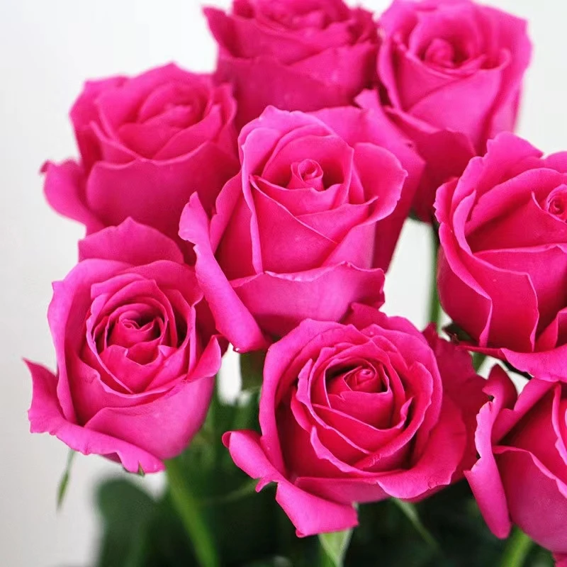 大桃红中苗浓香月季