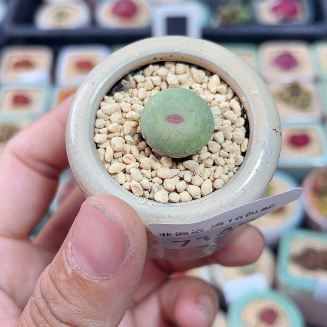 无花朵7148--一物一拍 带盆 1865.21