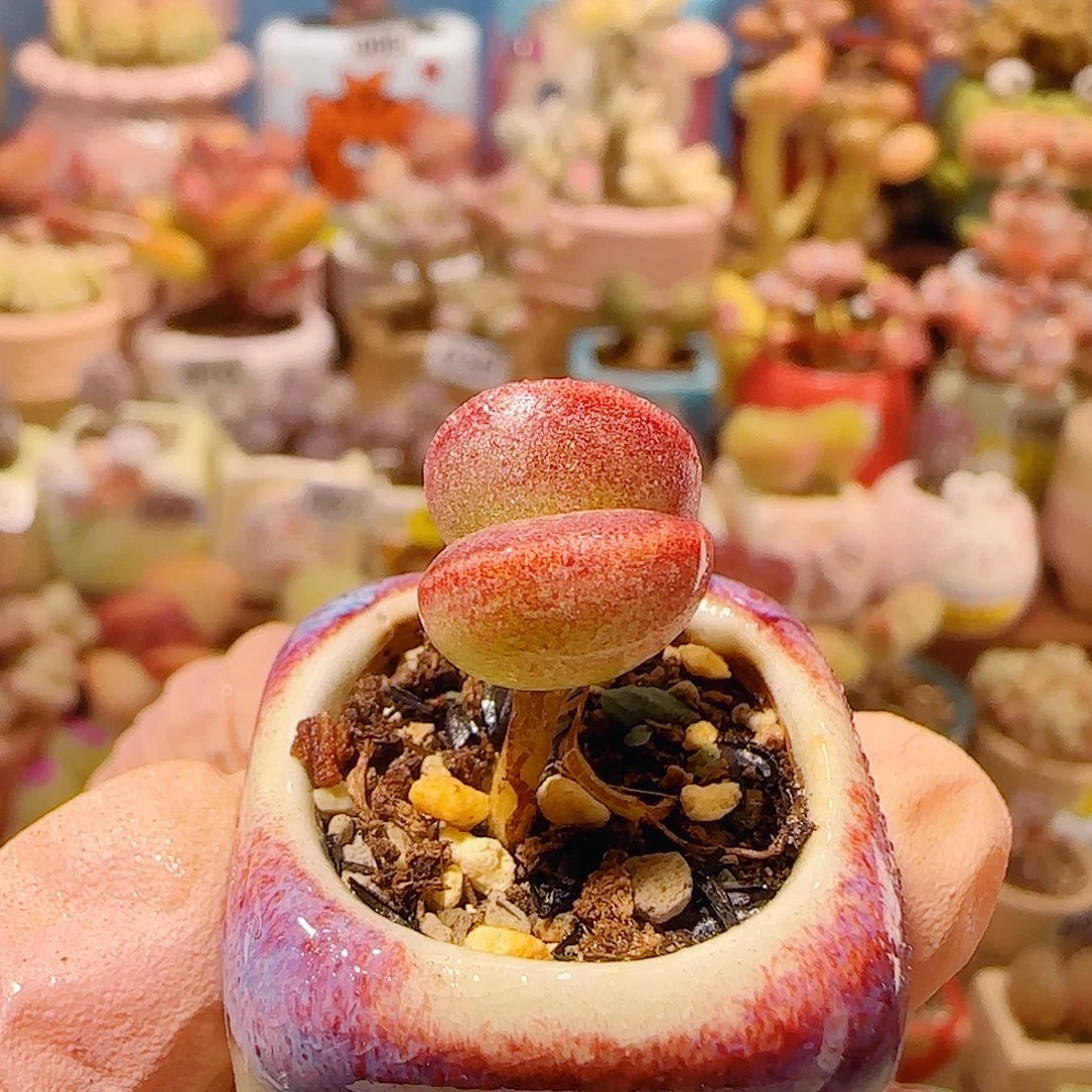 T厚叶红舒提盆口2cm