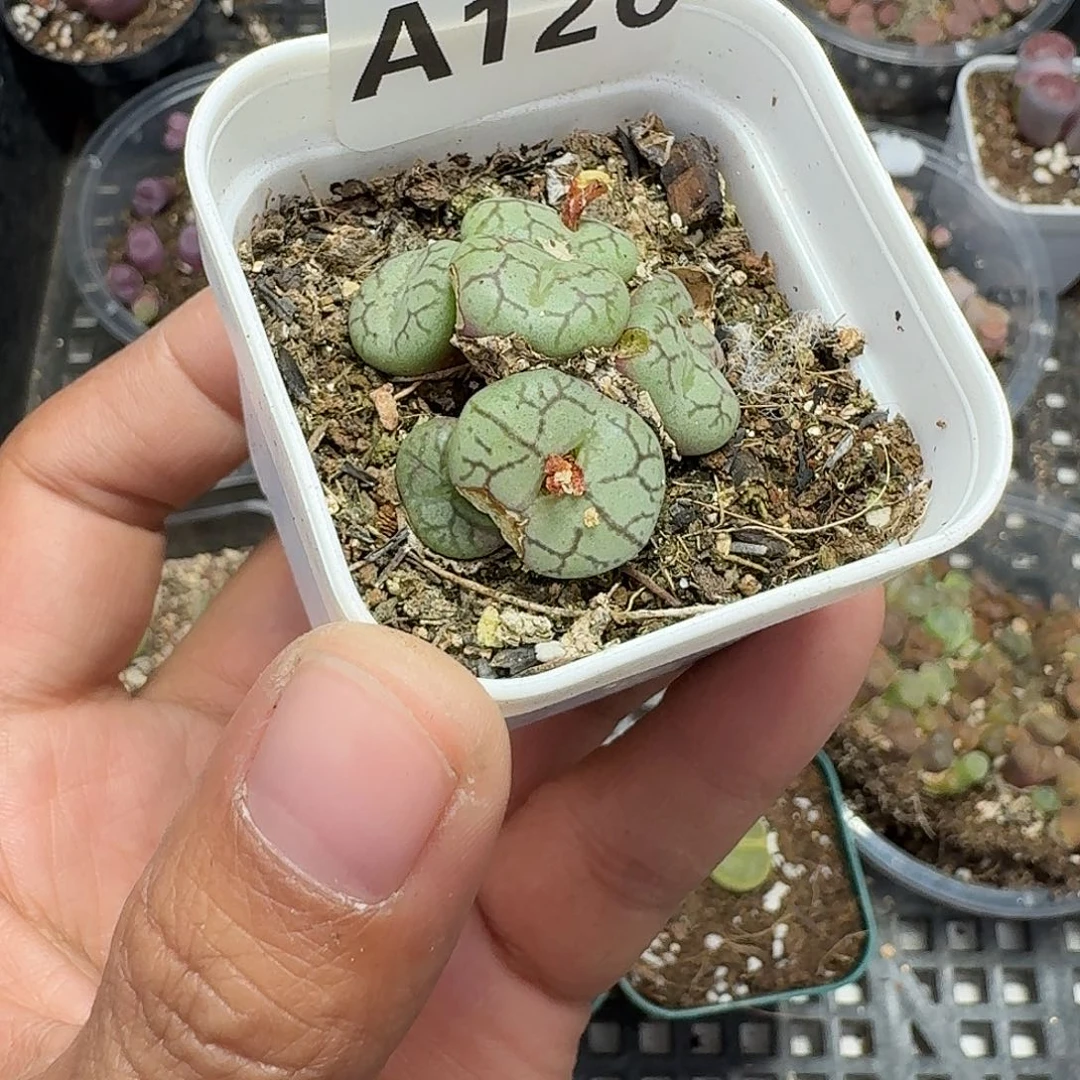 126多肉植物多肉植物