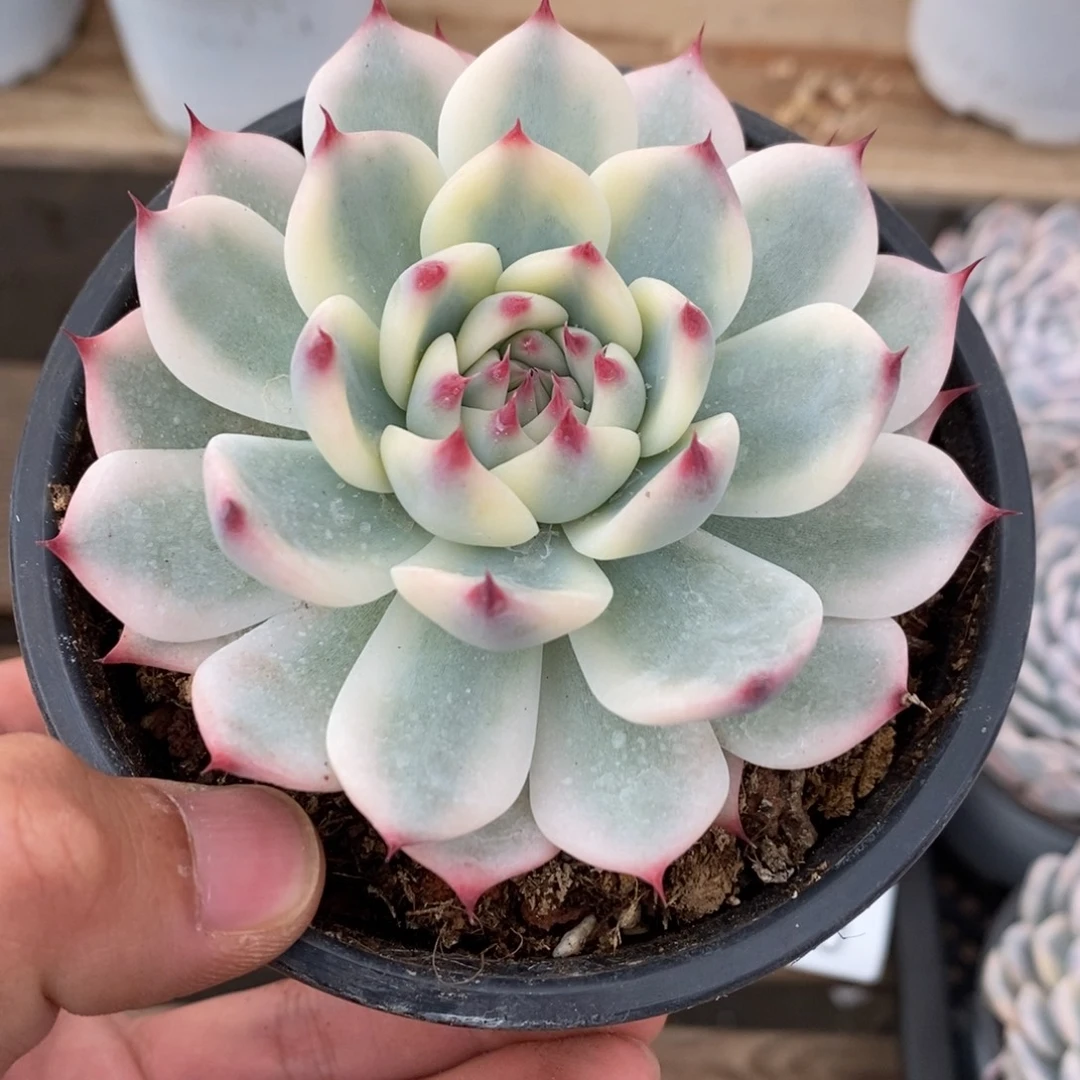 吉娃娃锦多肉植物6991