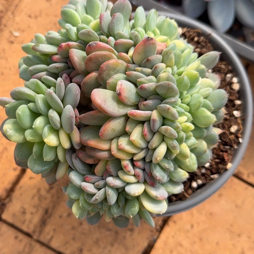 和***玉白胖子多肉植物链接