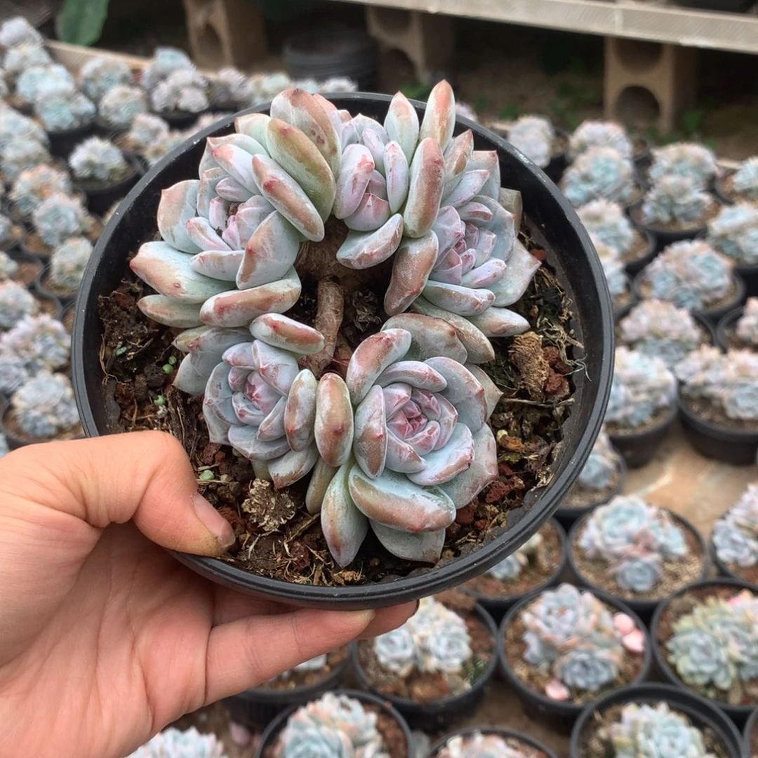 无花朵无砍哈哈哈哈哈哈哈24