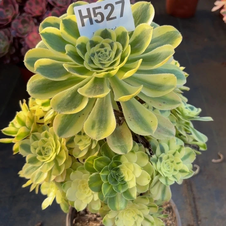 瑞妈多肉植物，527. 宝