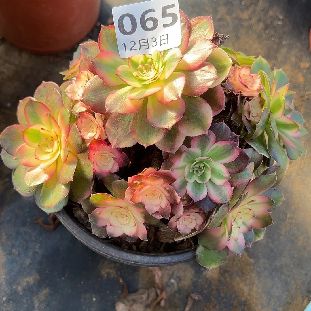 12.3-65荔枝多肉植物1