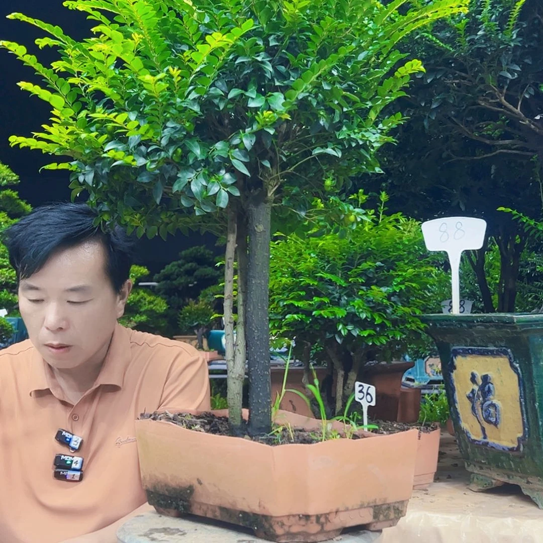 无花朵山***612345678