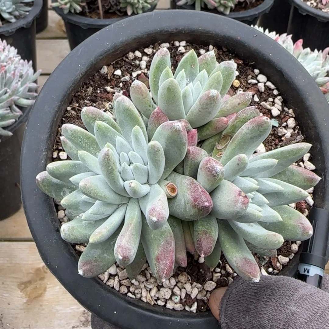 你****吗20250204z多肉吃饱