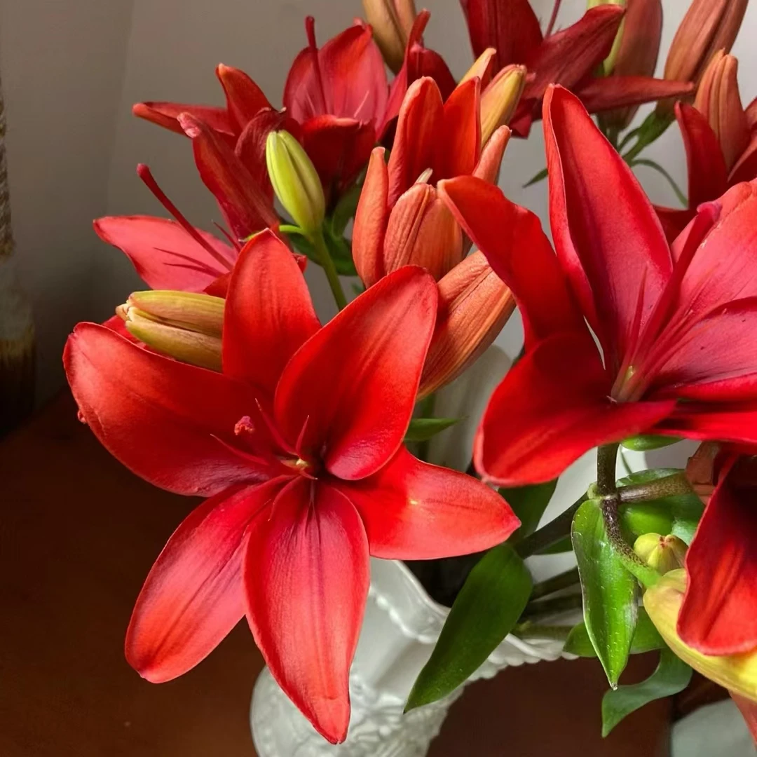【梦境花卉】红宝石亚百合 任意2单鲜花包邮 发货后不支持退款